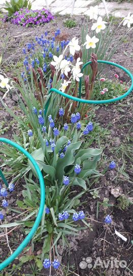 Папоротник