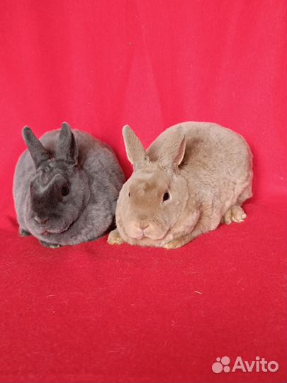 Карликовый рекс самочки