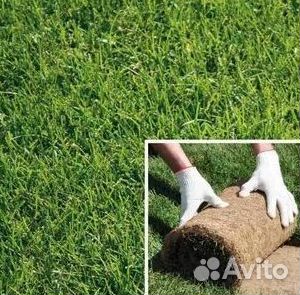 Укладка Рулонного газона