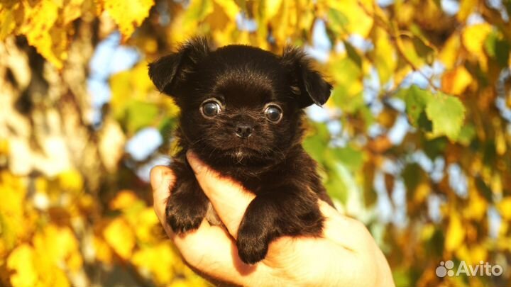 Чихуахуа супермини