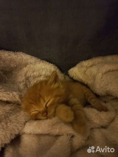 Рыжий котенок в добрые руки