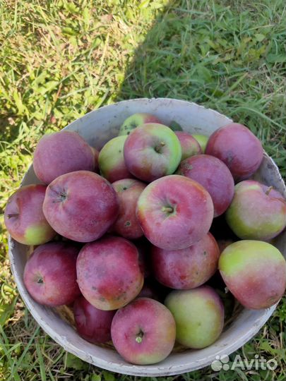 Яблоки домашние