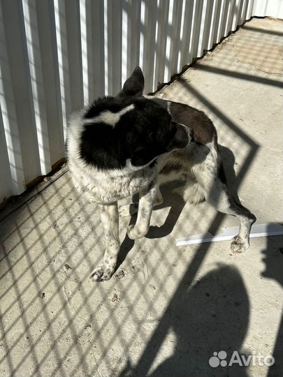 Собака с деформированной лапой в отлове. Нужен дом