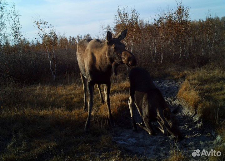 Настройка фотоловушек