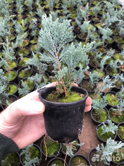 Можжевельник блю чип / доставка возможна