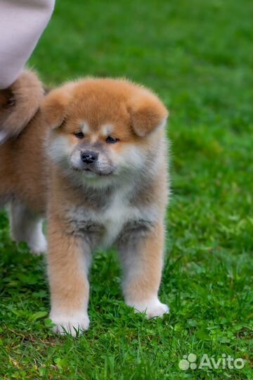 Очень красивые щенки Акита - ину