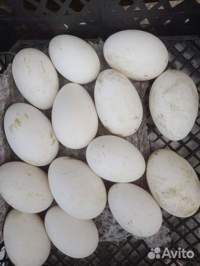 Яйцо гусиное инкубационное