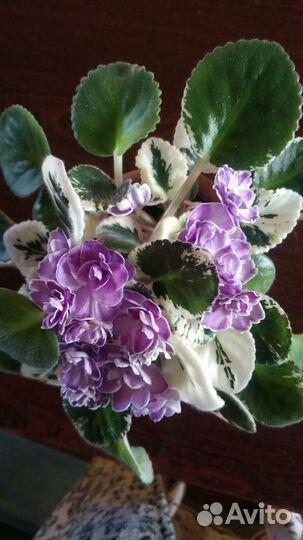 Цветущие сортовые фиалки