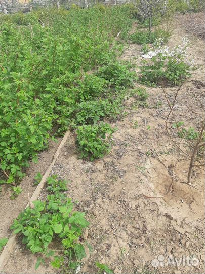 Ремонтантная малина