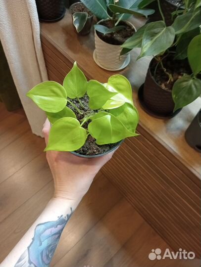 Комнатные цветы