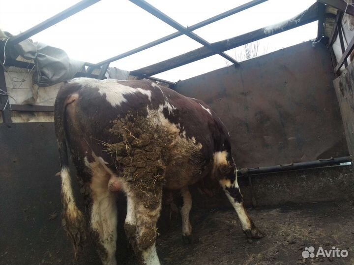 Быки коровы телки