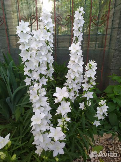 Колокольчики белые многолетние