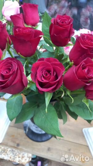 Цветы розы 100