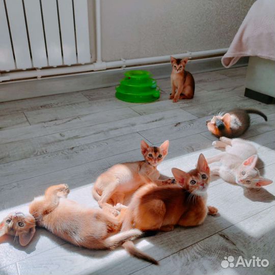 Абиссинская