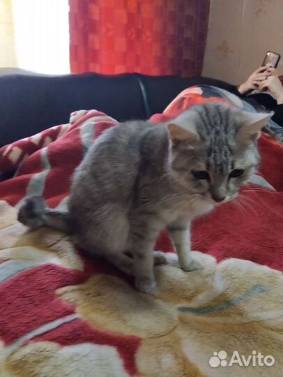 Кошка 2годика.умная.отдам в добрые руки