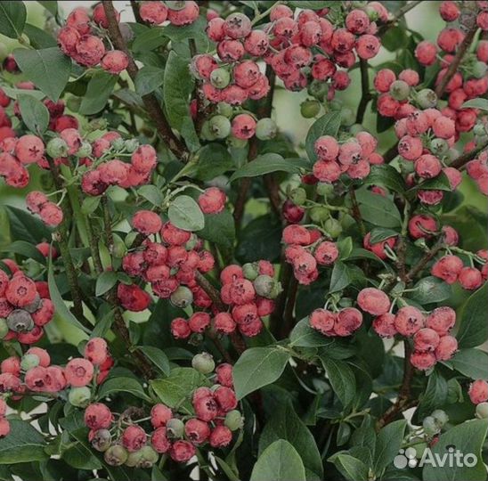 Саженцы голубики