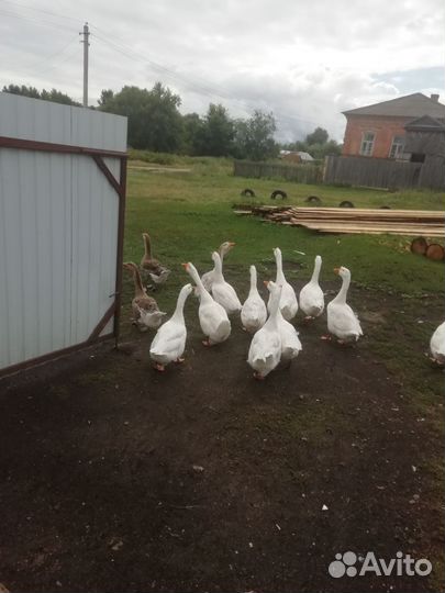 Продам гусей на племя либо на мясо