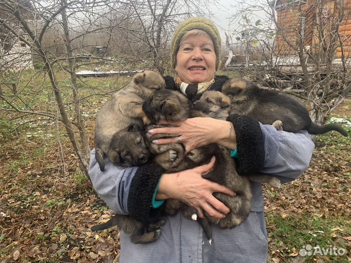 Щенки полукровки немецкой овчарки