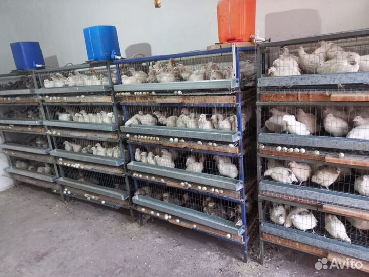 Перепела домашний нежные