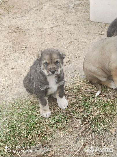 Среднеазиатская овчарка