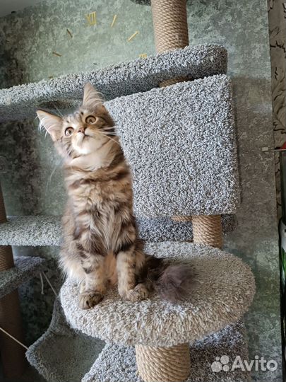 Мейн-кун котёнок котик