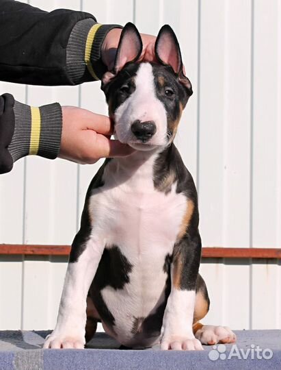 Бультерьер