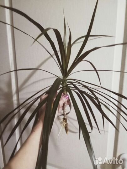 Драцена окаймленная