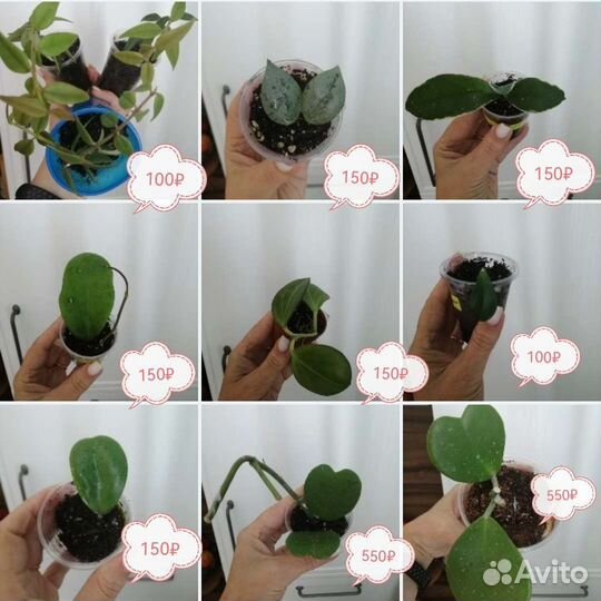 Хойи Керри Эскимо Кримсон Пахиклада Миндорская