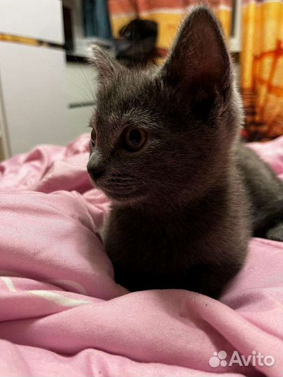 Котенок в дар