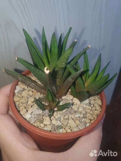 Детка хавортии sp