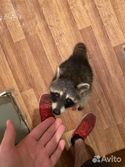 Енот полоскун