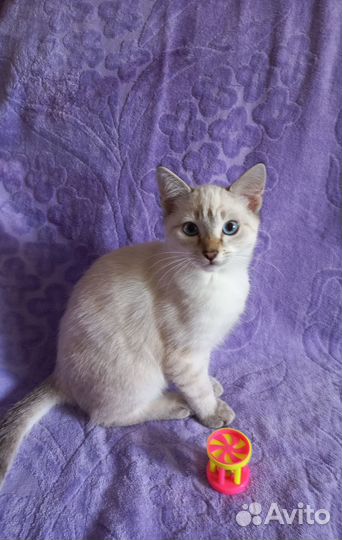 Котенок мальчик