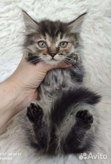 Спасенные от смерти пушистые комочки