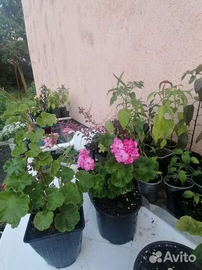 Герань пеларгония