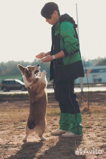 Дрессировка собак Одинцово, Трехгорка, Сколковский