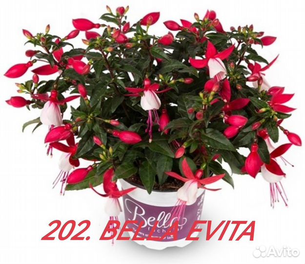 Фуксия мелкашка