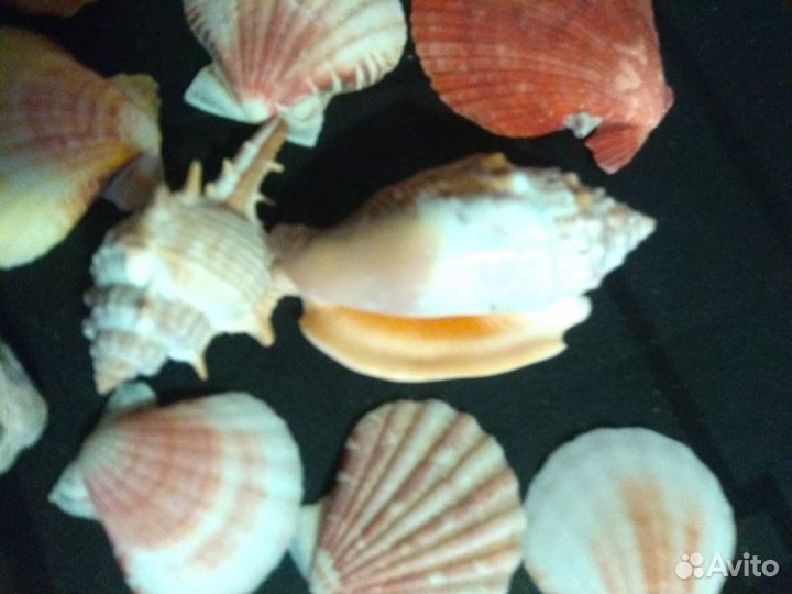 Набор ракушек