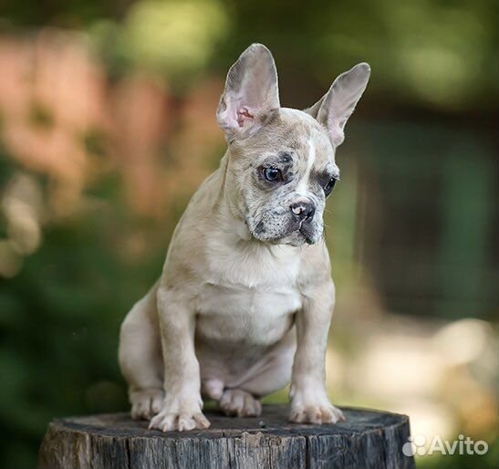 Французский бульдог, мальчик