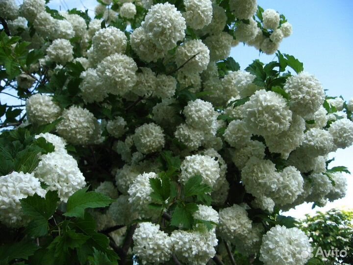 Калина Бульденеж