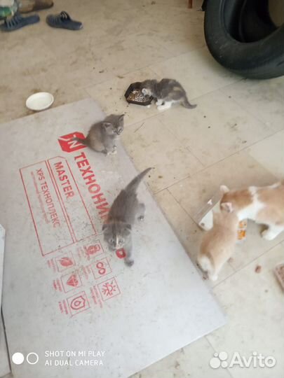 Отдам в хорошие руки котенка