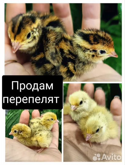 Бройлер Кобб 500, перепела