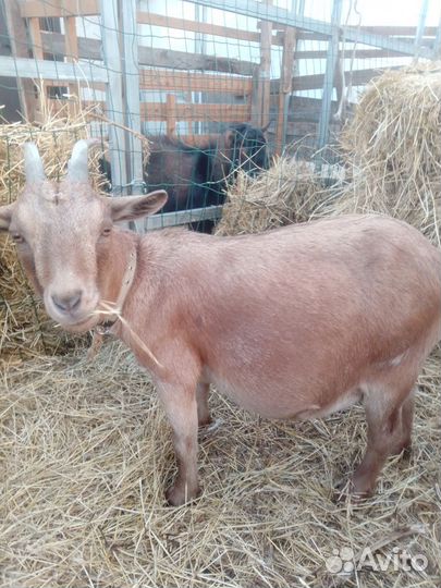 Ч.п. камерунские козлята и козы под покрытие