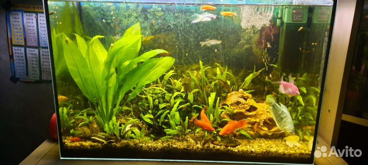Аквариум 60 литров