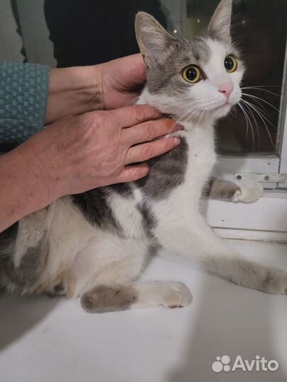 Найден котик