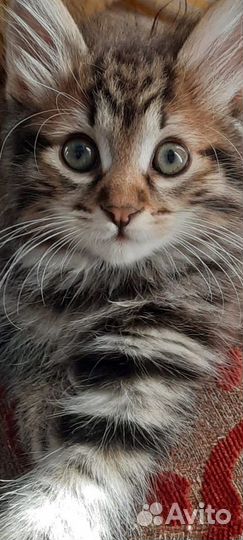 Котята Курильского Бобтейла