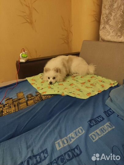 Немецкий шпиц вязка