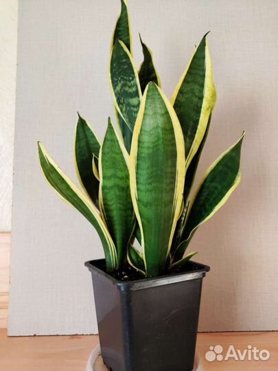 Сансевиерия футура суперба