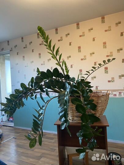 Замиокулькас