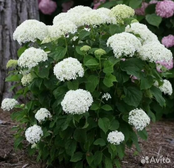 Саженцы декоративных растений