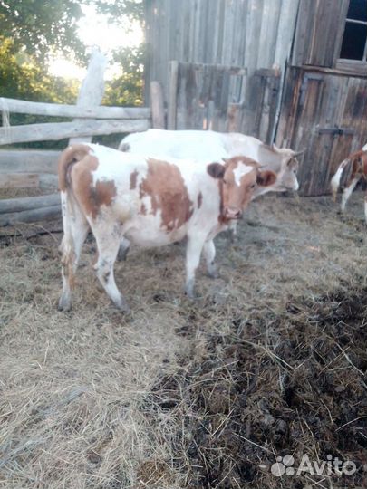 Две телки торг